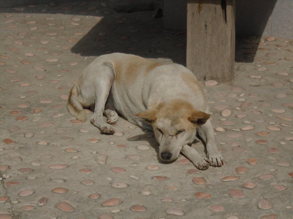 ラ カーザ ホームステイ スンギギ エクステリア 写真
